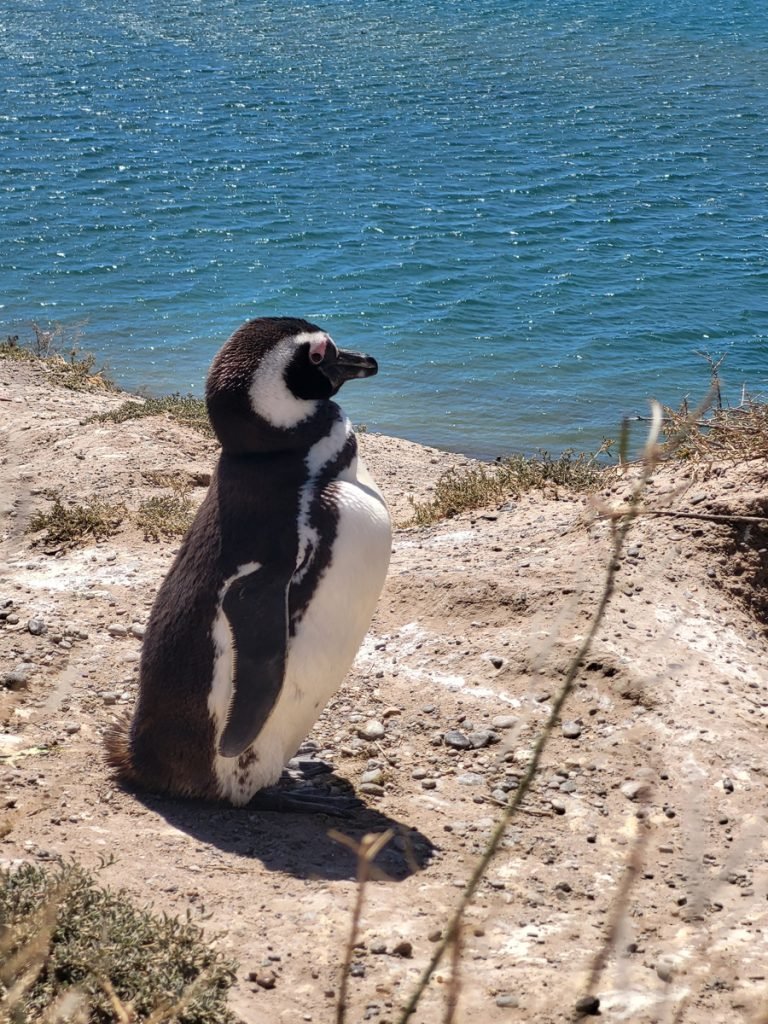 Pinguin auf der Península Valdés – Argentinien