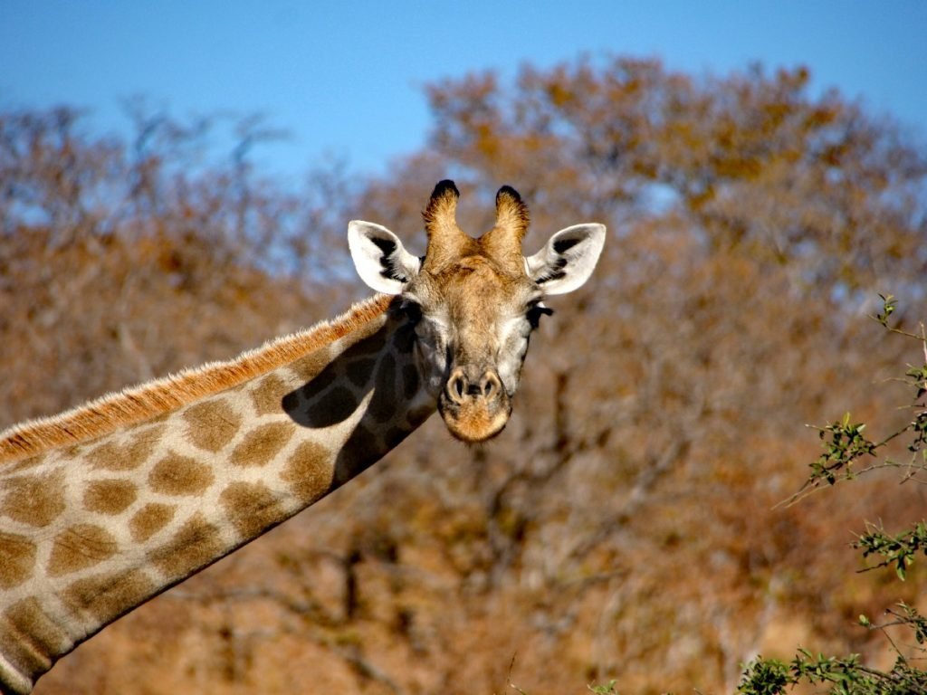 Kuckuck! Giraffe im Chobe-Nationalpark - Botswana