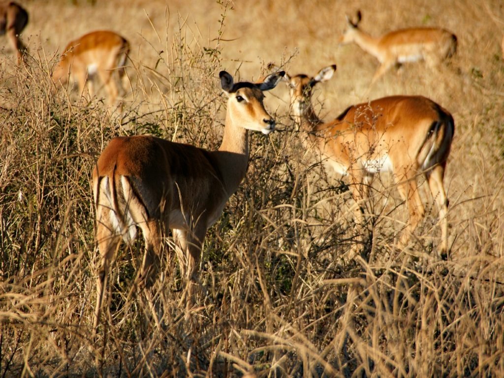 Impalas im Chobe-Nationalpark - Botswana