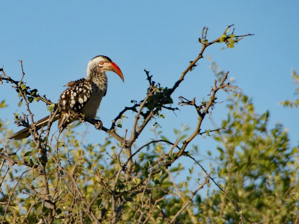Rotschnabelhornvogel im Chobe-Nationalpark -Botswana