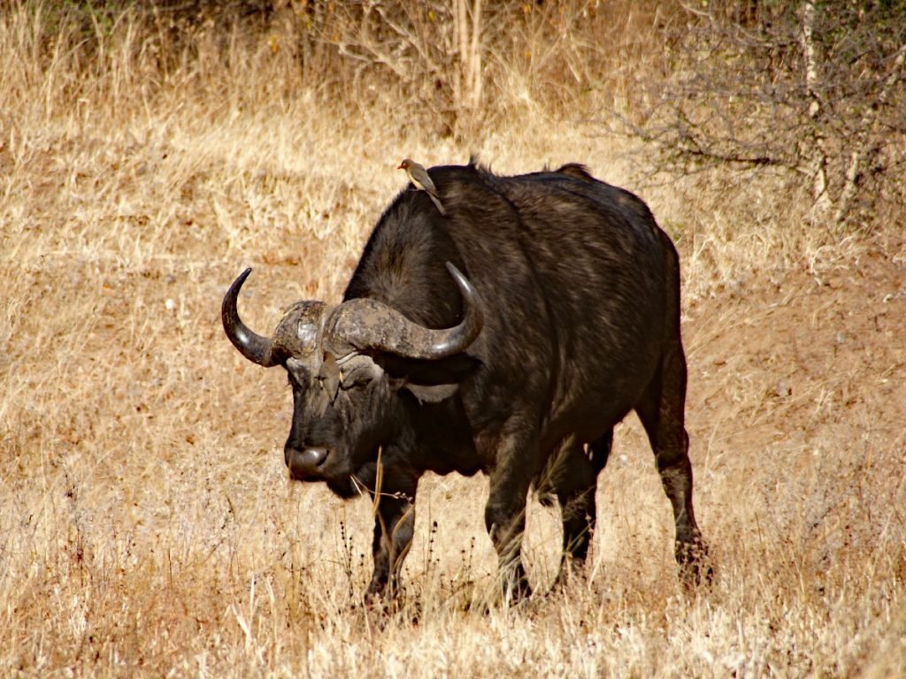 Wasserbüffel im Chobe-Nationalpark - Botswana