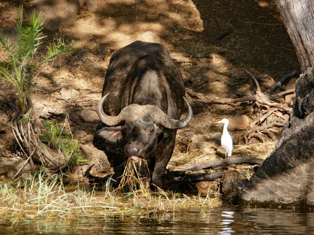 Wasserbüffel beim Mittagessen - Botswana