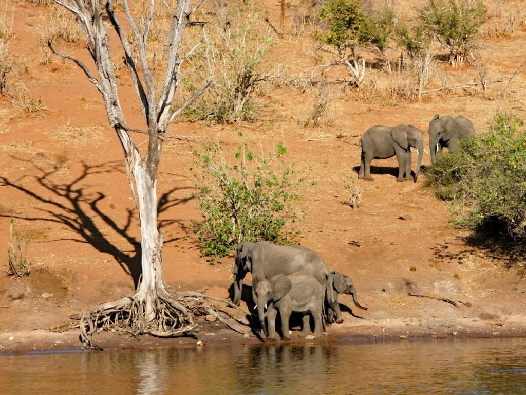 Elefanten am Fluss - Botswana