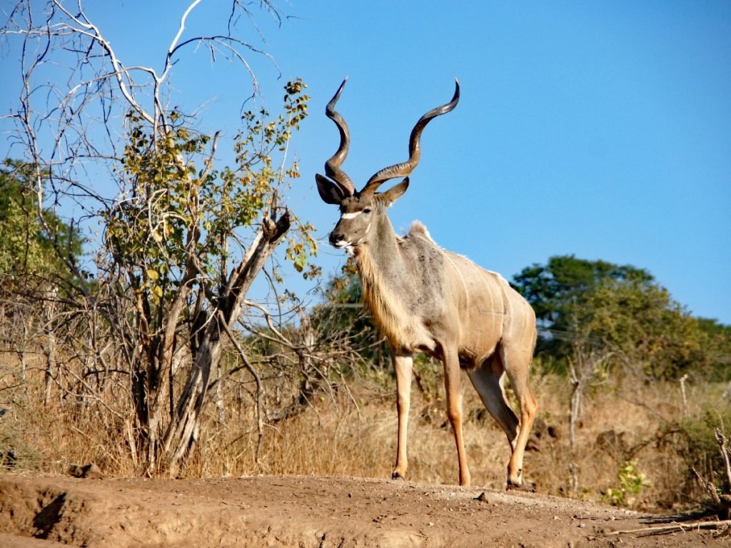Kudu im Chobe-Nationalpark - Botswana