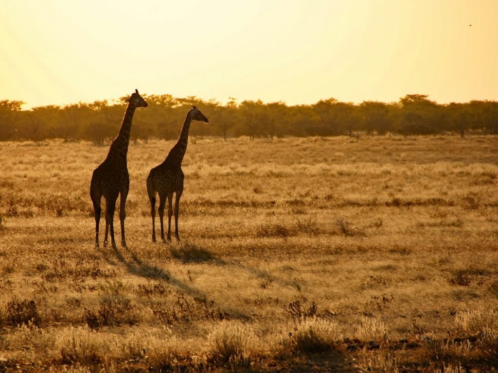 Giraffen in der Dämmerung - Botswana
