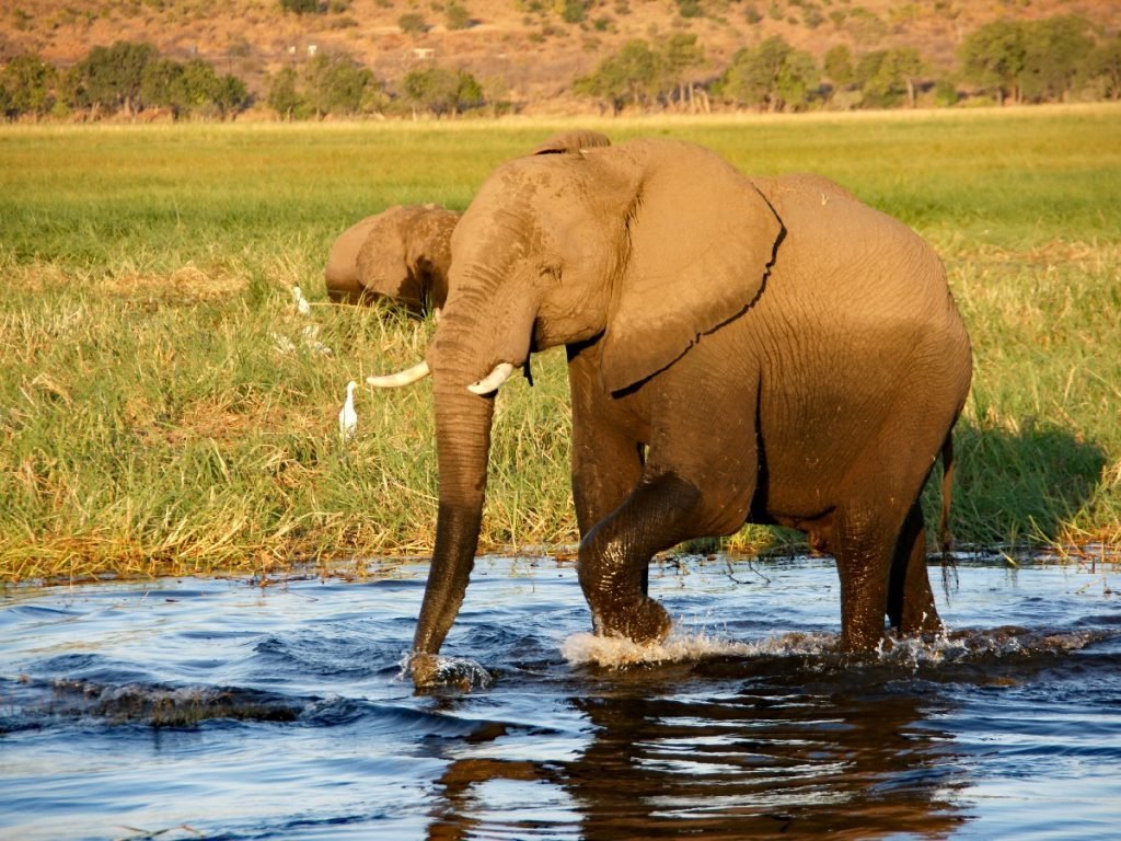 Spielender Elefant am Fluss - Botswana