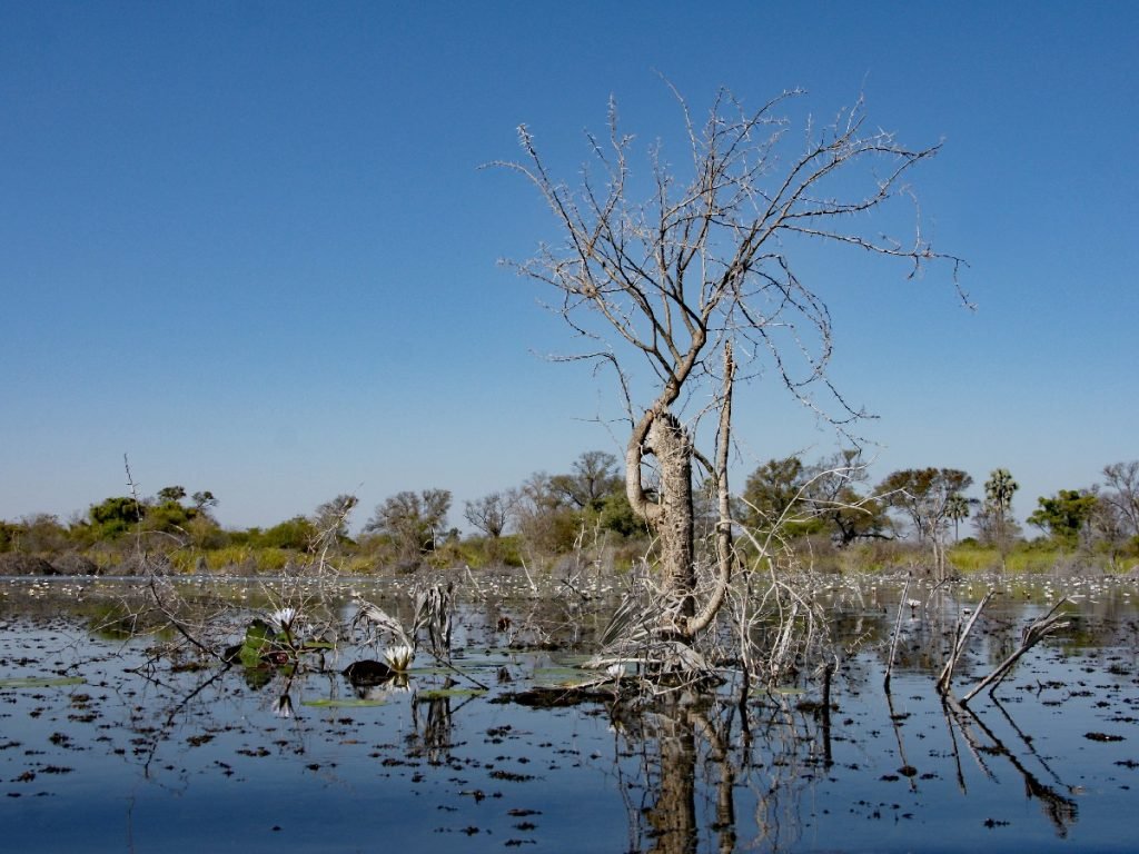 Natur-Idylle im Okavangodelta - Botswana