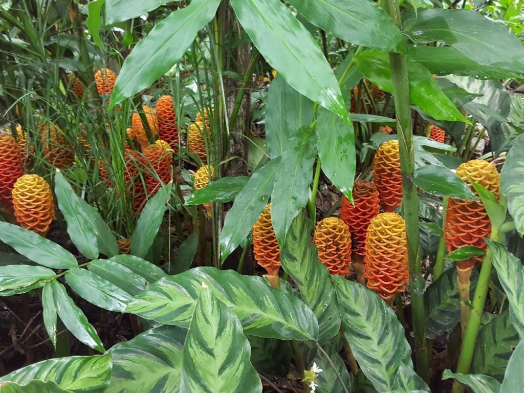 Bienenkorb-Ingwer (Beehive Ginger) - Costa Rica