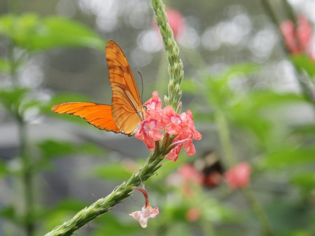 Farbenfrohe Tier- und Pflanzenwelt - Costa Rica