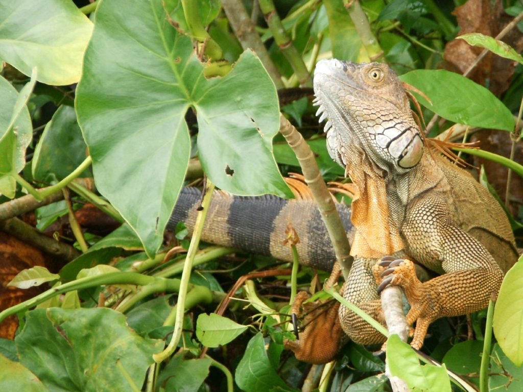 Ein Leguan - Costa Rica