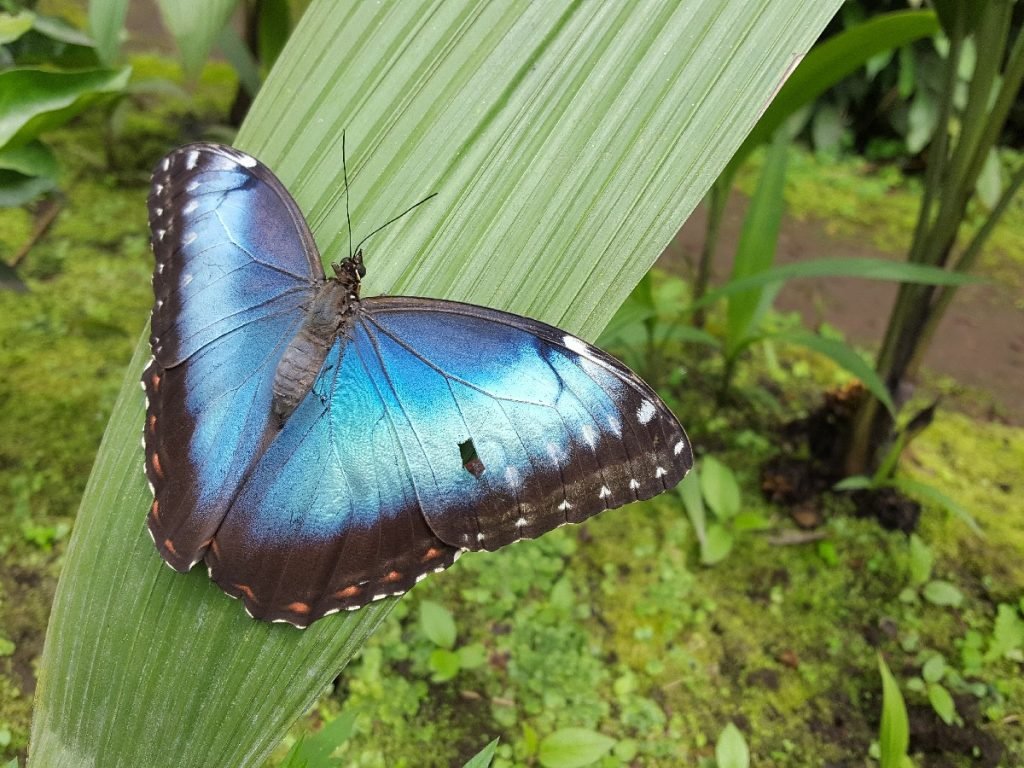 Blauer Morphofalter mit verletztem Flügel - Costa Rica