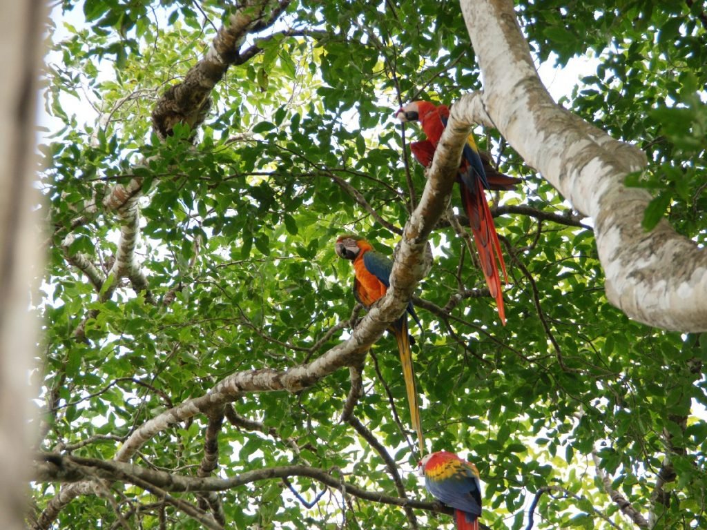 Papageien - Costa Rica