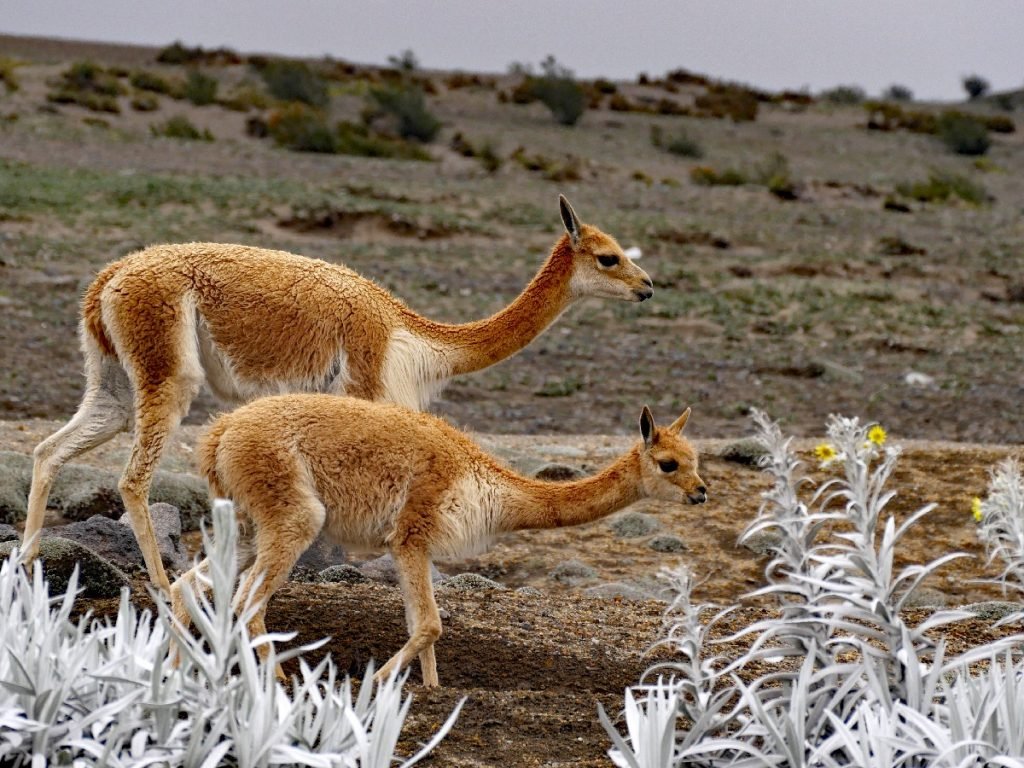 Vicuñas am Fuße des Chimborazo - Ecuador