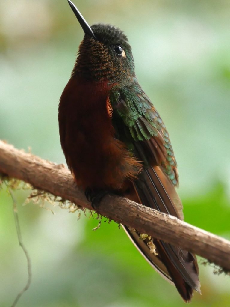Ein Kolibri in Ecuador