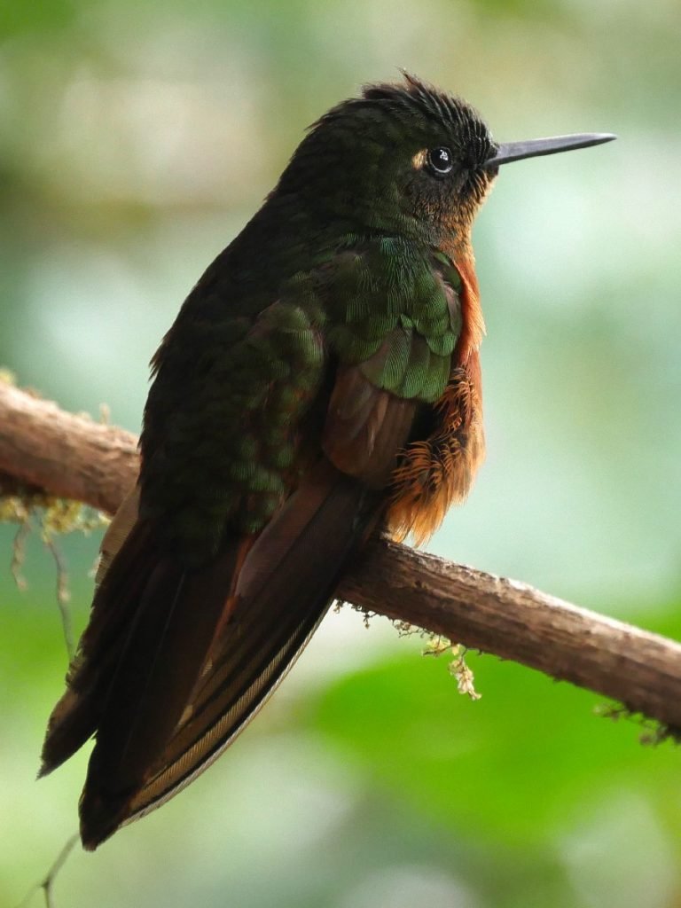 Ein Kolibri in Ecuador