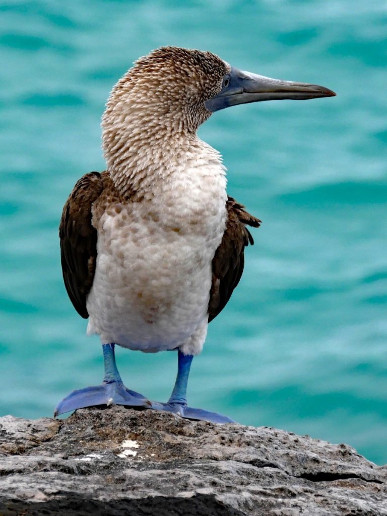 Blaufußtölpel auf Galapagos – Ecuador