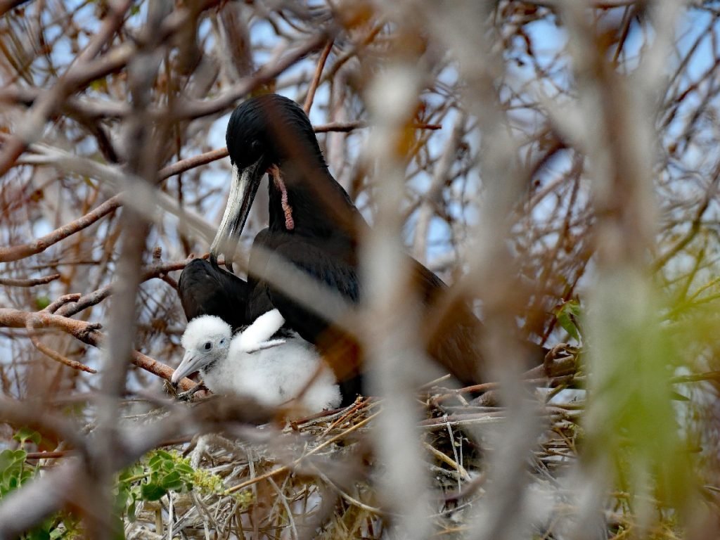 Fregattvogel und sein Junges auf Galapagos - Ecuador