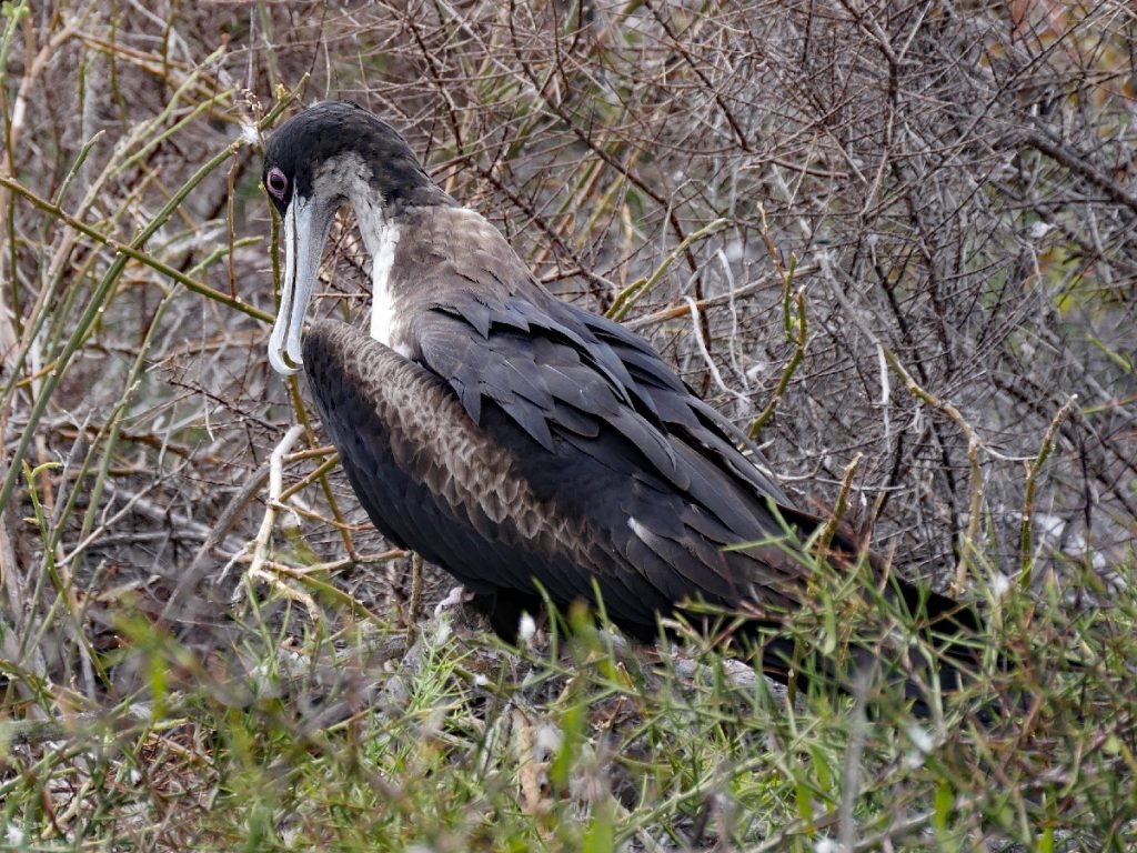 Fregattvogel auf Galapagos - Ecuador