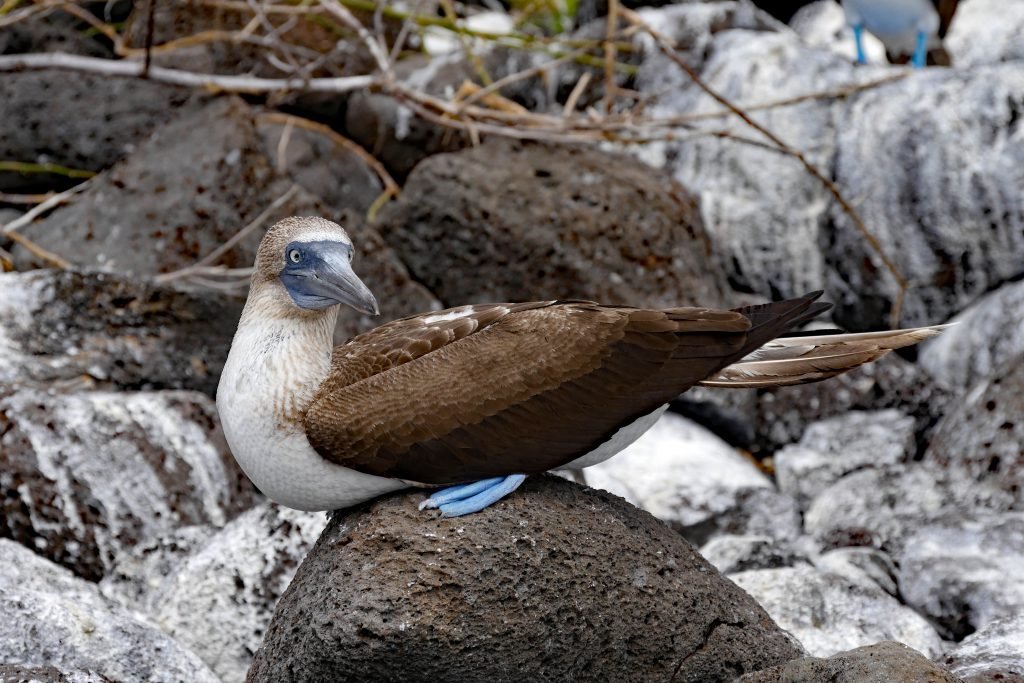 Blaufußtölpel auf Galapagos – Ecuador
