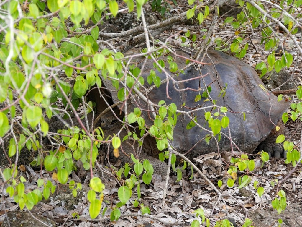 Gefunden! Eine Schildkröte auf Galapagos - Ecuador