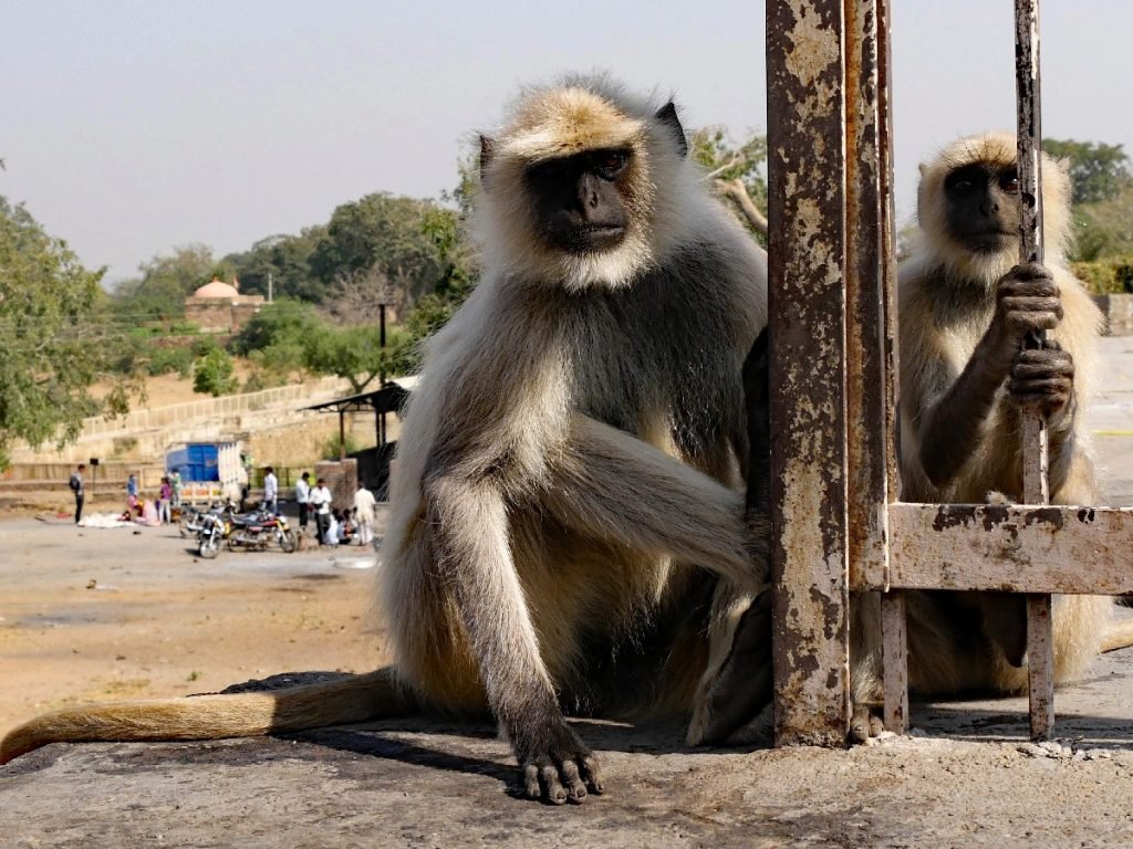 Affen auf den Straßen Indiens