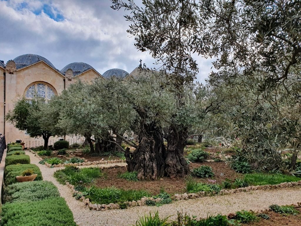 Der Garten Gethsemane in Jerusalem - Israel