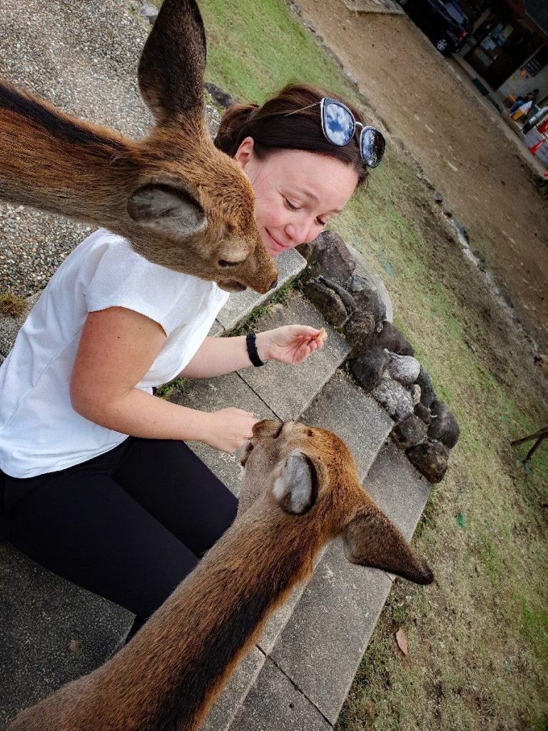 Zu Gast bei den heiligen Sika-Hirschen in Nara - Japan