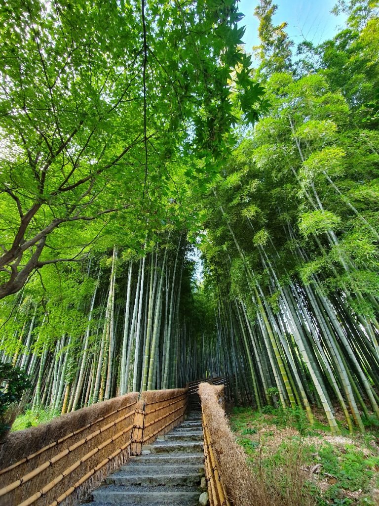 Ein kleiner Bambushain beim Gio-ji Tempel in Kyoto - Japan