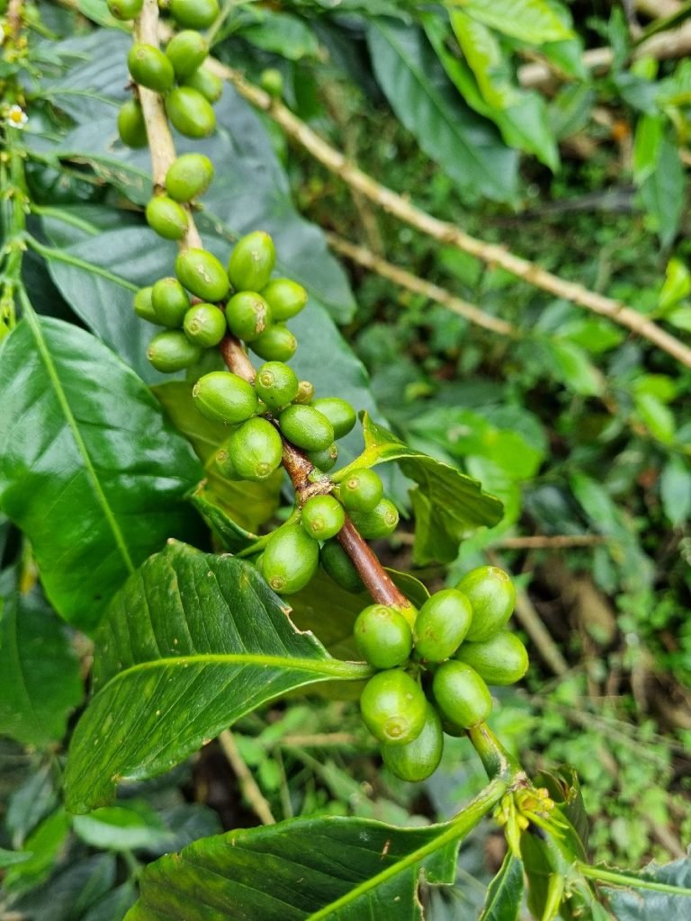 Unreife Kaffeebohnen im Anbaugebiet von Salento - Kolumbien