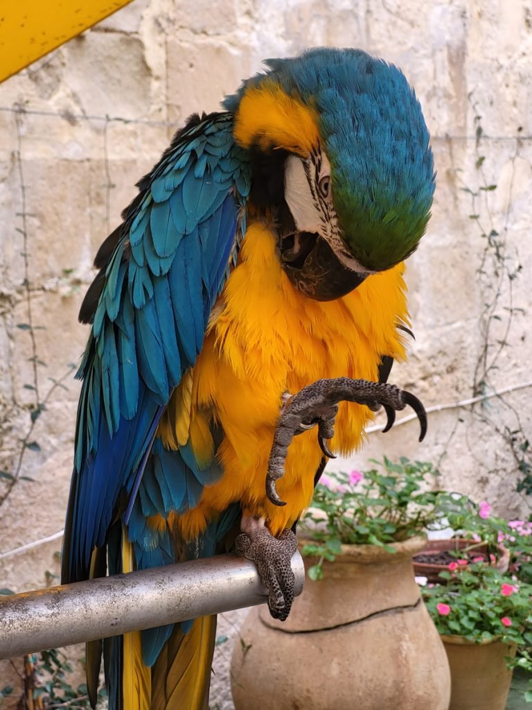 Ein Papagei in der Casa Rocca Piccola in Valetta – Malta