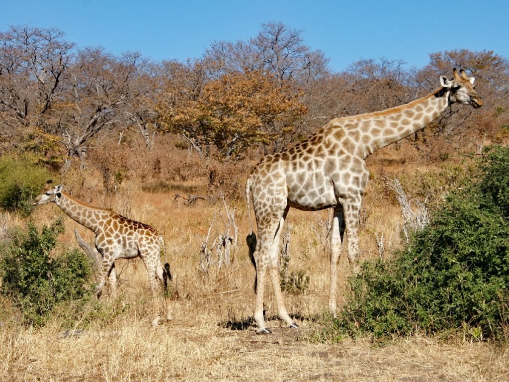 Kleine und große Giraffe in Namibia