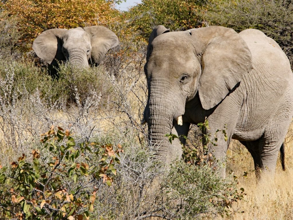Elefanten im Etosha-Nationalpark - Namibia