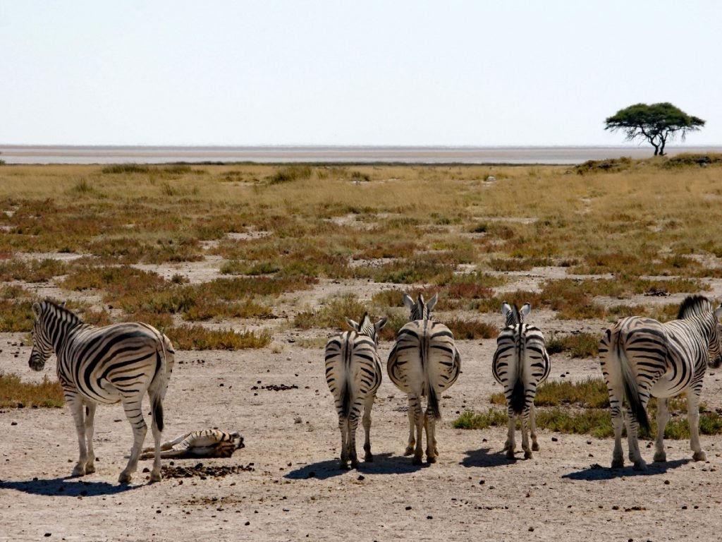 Zebras in einer Salzpfanne - Namibia