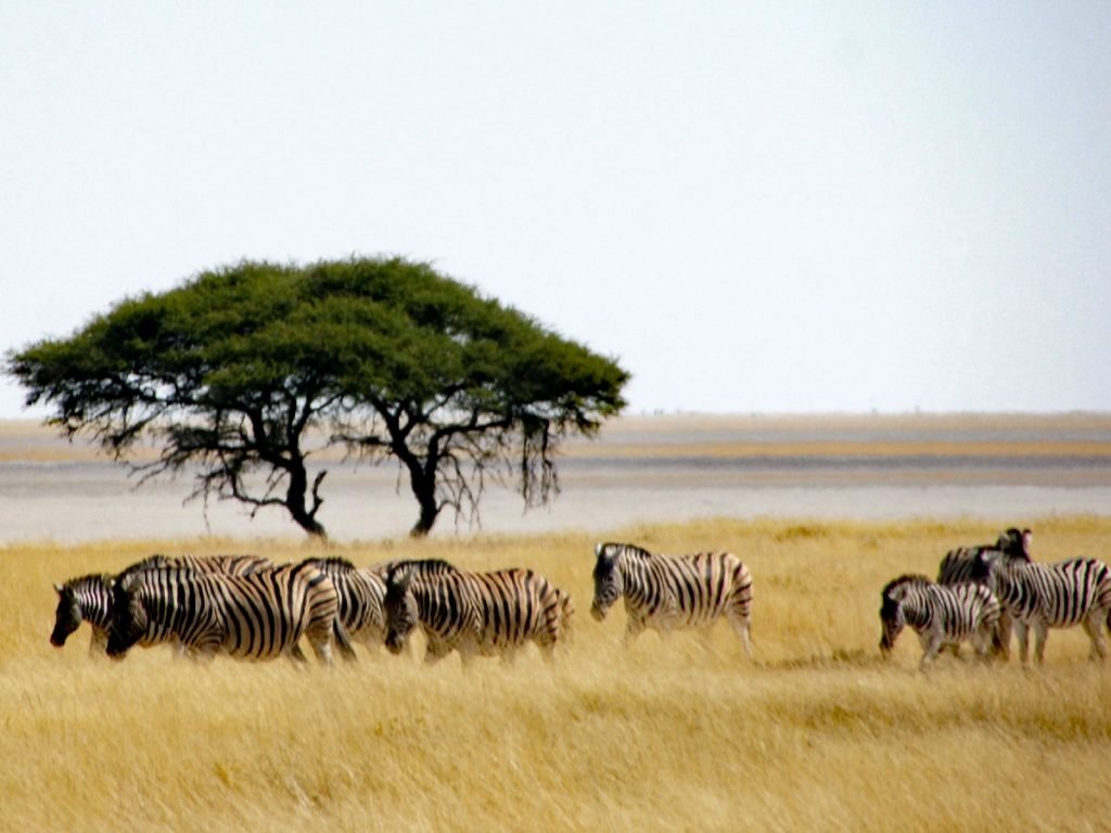 Unscharf, aber ich mag das Bild: Zebraherde in Namibia