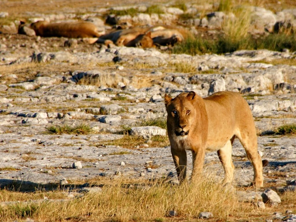 Löwe im Etosha-Nationalpark - Namibia