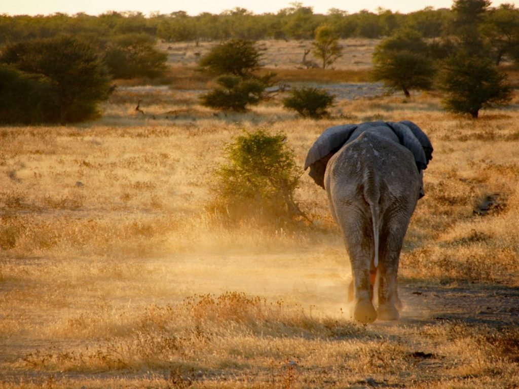 Ich bin dann mal weg: Elefant im Etosha-Nationalpark - Namibia