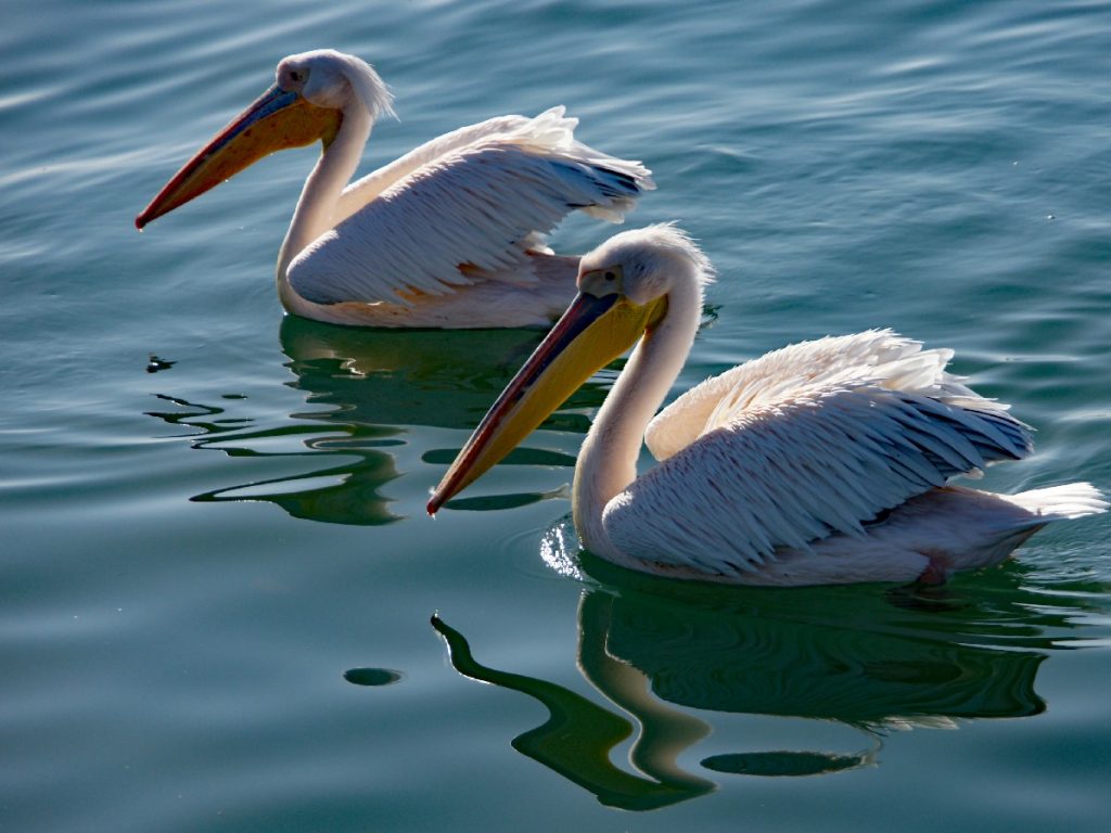Pelikane in Walfischbucht (Walvis Bay) - Namibia