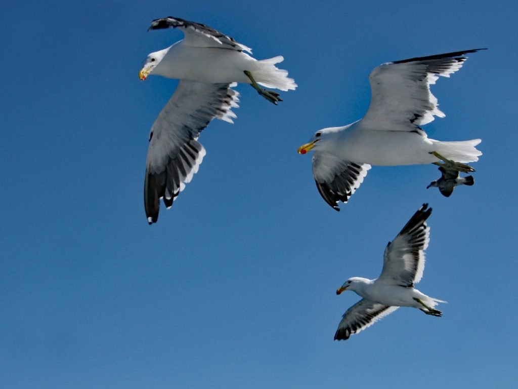 Drei fliegende Möwen in Walfischbucht (Walvis Bay) - Namibia
