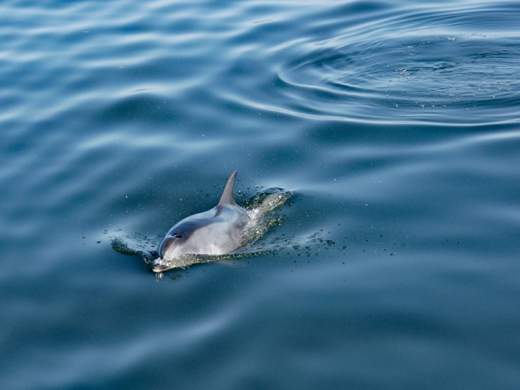 Delfin in Walfischbucht (Walvis Bay) - Namibia