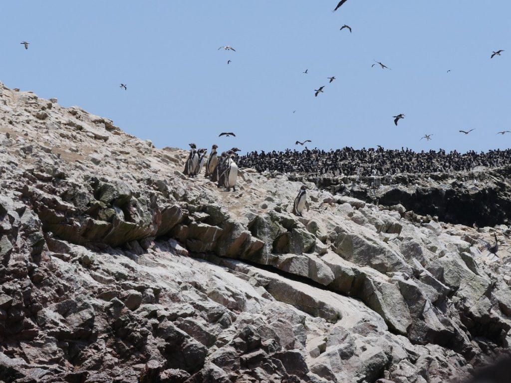 Pinguine auf den Islas Ballestas – Peru