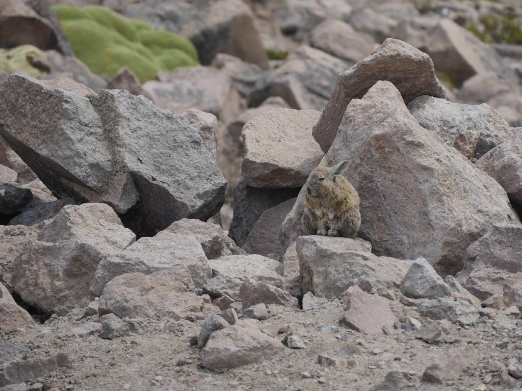 Ha, entdeckt: Ein Andenhase in Peru