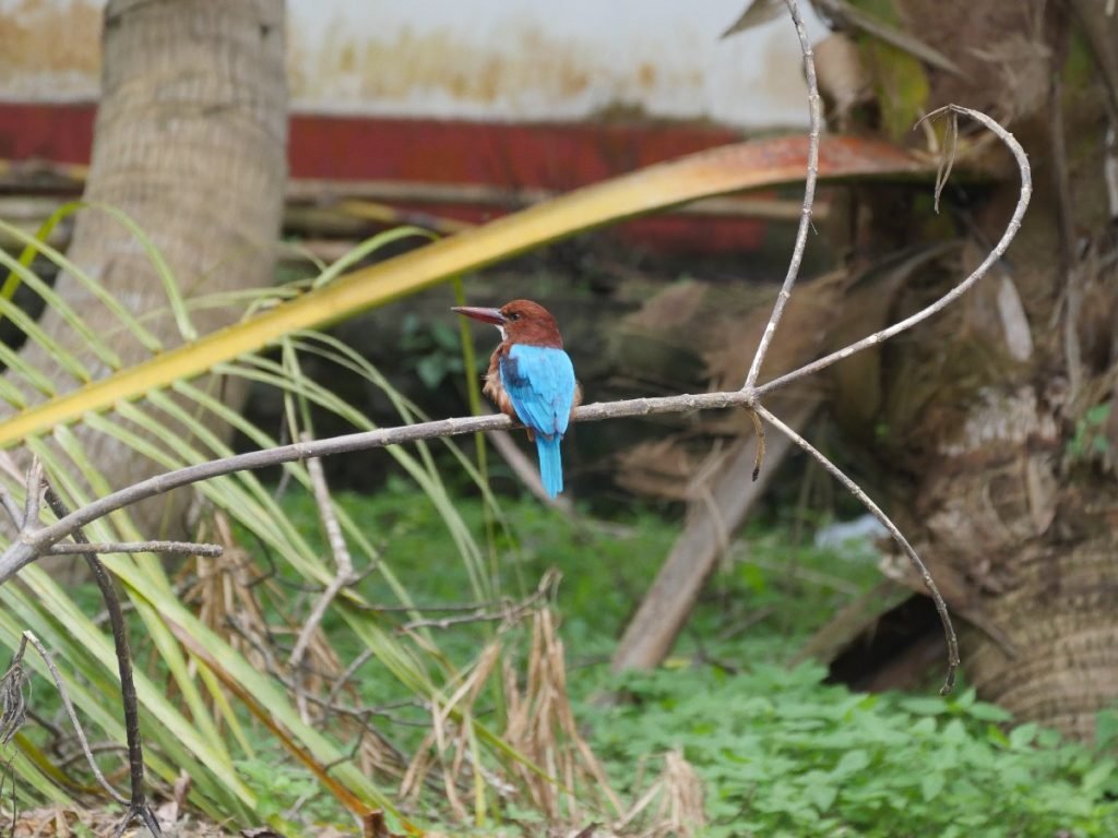 Kingfisher (Eisvogel) in Sri Lanka