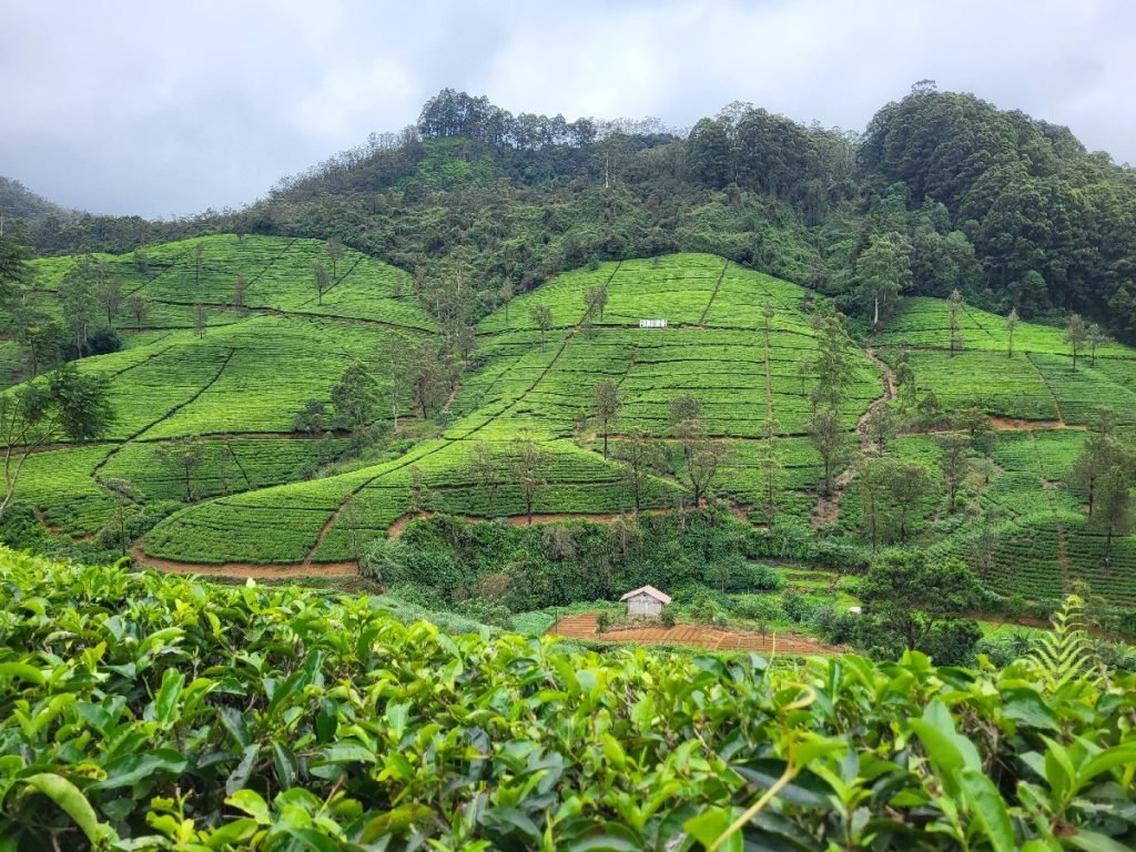 Teeplantage "Edinburgh" - Sri Lanka