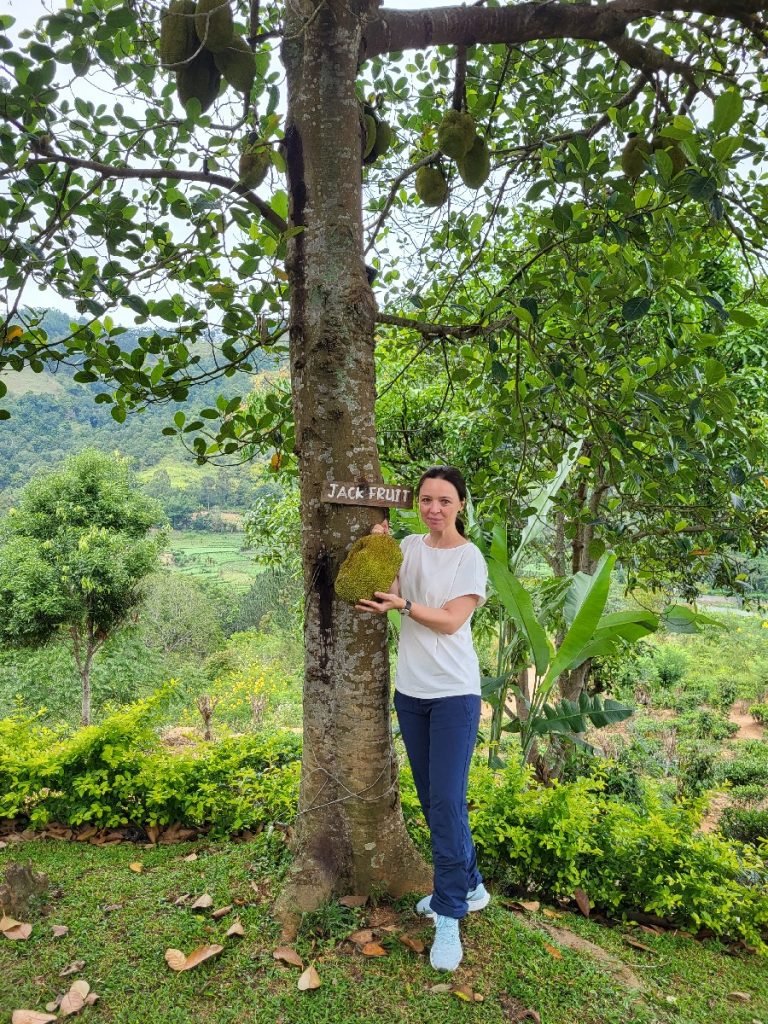 Was wächst am Jackfruchtbaum? Jackfrucht! - Sri Lanka
