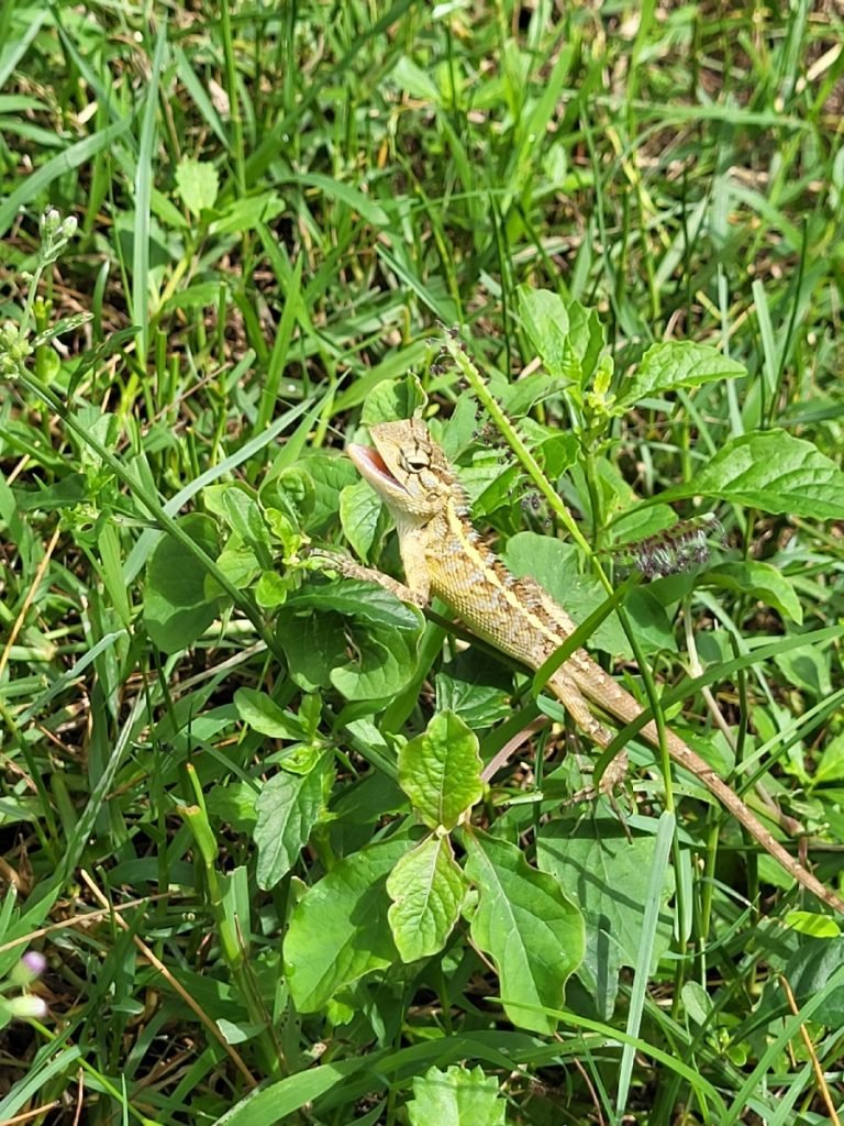 Kleines Reptil im saftigen Grün auf dem Little Adam's Peak - Sri Lanka