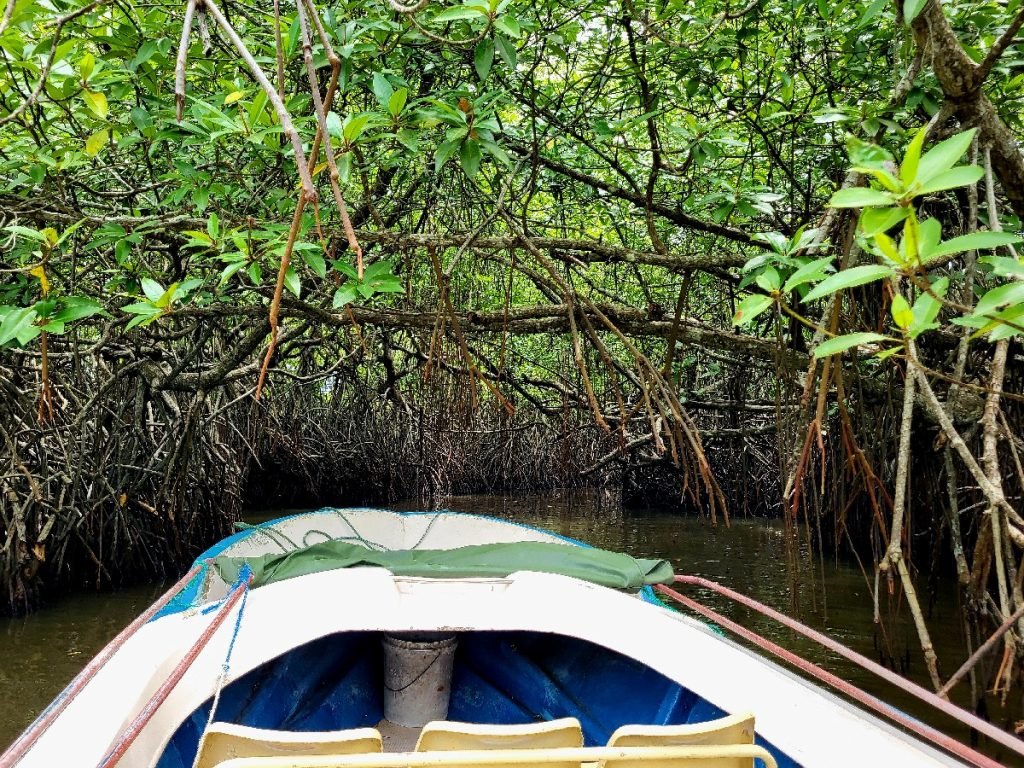 Mit dem Boot durch das Mangroven-Dickicht - Sri Lanka