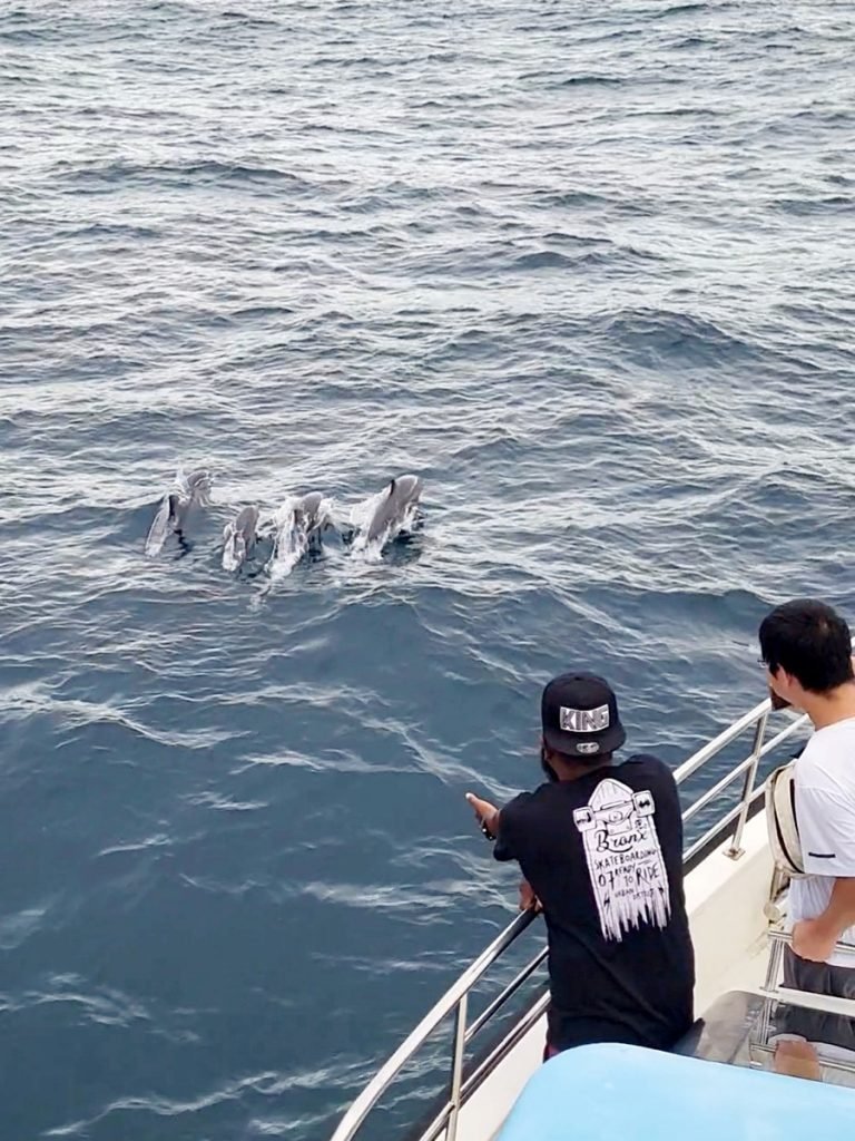 Whale Watching Tour - zumindest Delfine sind zu sehen! - Sri Lanka