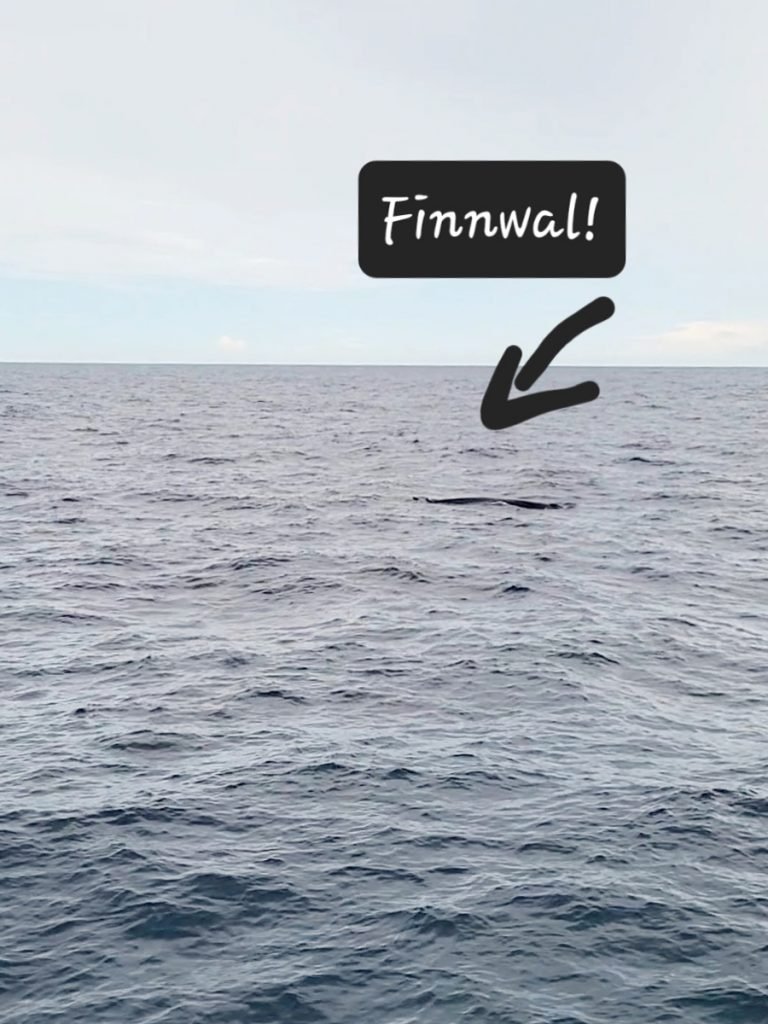 Whale Watching Tour - ein Finnwal! Wenn man's weiß ... - Sri Lanka