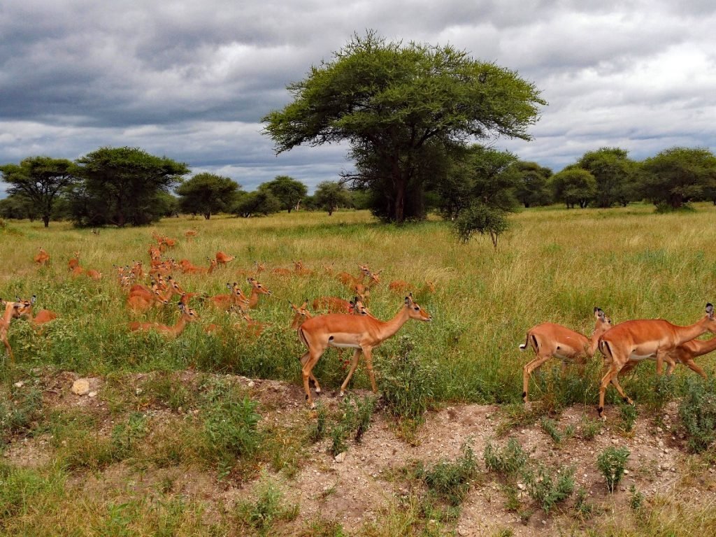 Impalas im Tarangire National Park - Tansania