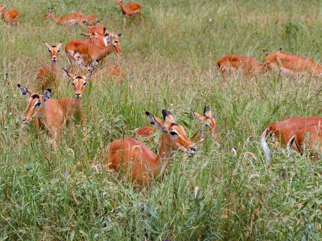 Impalas im Tarangire National Park - Tansania